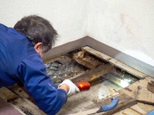 Best Residential Mold Removal  in Pato, WA