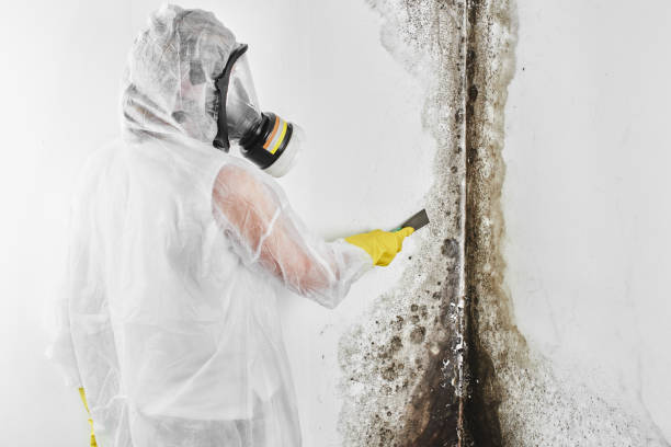 Best Crawl Space Mold Removal  in Pato, WA