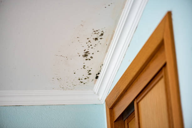 Best Mold Testing  in Pato, WA