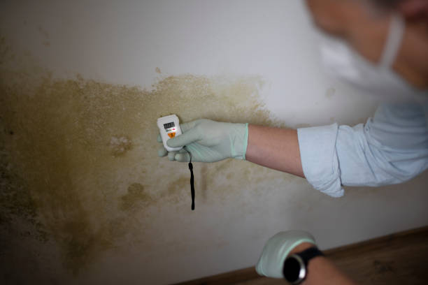 Best Commercial Mold Removal  in Pato, WA