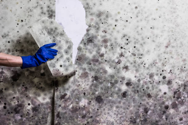 Best Office Mold Removal Services  in Pato, WA